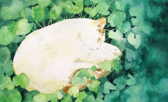 吾皇宠物猫：吾皇猫为什么这么火